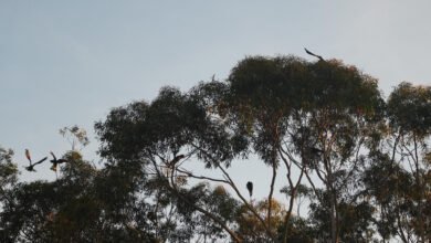 Photo of In rhe middle of the Aussie Bird Count