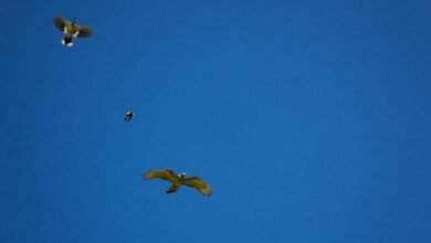 Photo of Natural phenomena,  3 Oct