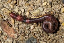 Photo of The path, 12 Nov