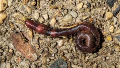 Photo of The path, 12 Nov