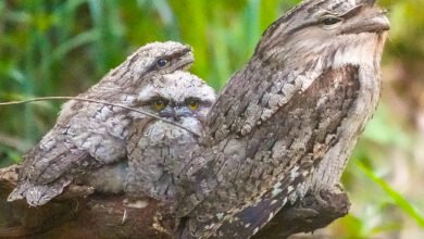 Photo of Wildlife, 25 Nov