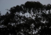 Photo of Yellow-tailed Black Cockatoos screaming, 14 Nov