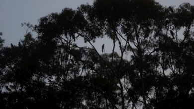 Photo of Yellow-tailed Black Cockatoos screaming, 14 Nov