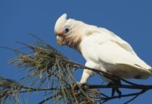 Photo of The Nymabaga is alive, 15 Dec