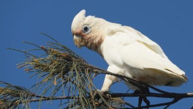 Photo of The Nymabaga is alive, 15 Dec