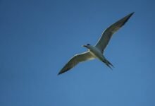 Photo of We live in a bird world             17 Dec 2025