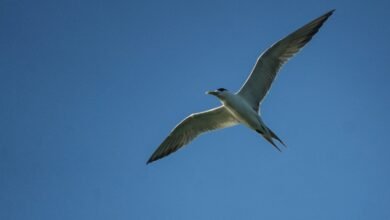 Photo of We live in a bird world             17 Dec 2025