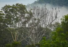 Photo of Paul Cézanne vs Turner ~ birds, 23 Dec