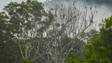 Photo of Paul Cézanne vs Turner ~ birds, 23 Dec
