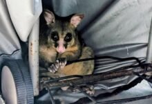 Photo of Everyday natural aesthetics