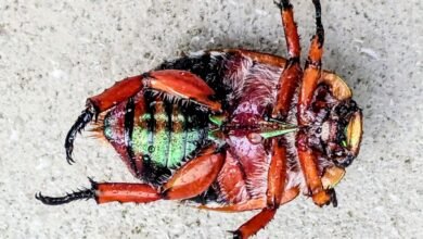 Photo of Short poems, 26-28 Jan