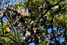 Photo of Flying Foxes, 9 May