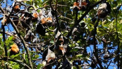 Photo of Flying Foxes, 9 May