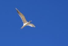 Photo of Miilba hypothetical, 1 July