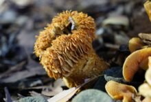 Photo of Magical Fungi – Now is the time to look out for fungi’s fruiting bodies.