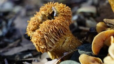 Photo of Magical Fungi – Now is the time to look out for fungi’s fruiting bodies.