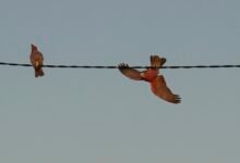 Photo of Optimistic Galahs, Bonville Headland