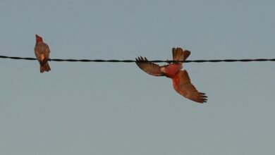 Photo of Optimistic Galahs, Bonville Headland