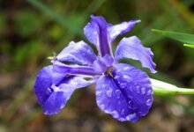 Photo of The first Iris in our Japanese garden