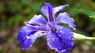 Photo of The first Iris in our Japanese garden